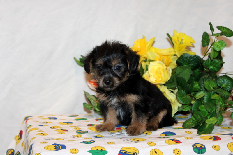 puppy, for, sale, Shorkie-Poo, Matthew B. Stoltzfus, dog, breeder, Gap, PA, dog-breeder, puppy-for-sale, forsale, nearby, find, puppyfind, locator, puppylocator, aca